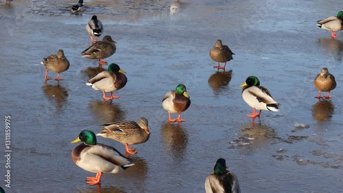 Ducks walking on a frozen pond