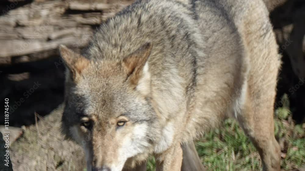 A wolf slowly walks in the morning sun. Late winter landscape with no greenery yet, blending perfectly into its surroundings. Filmed in slow motion. A wolf slowly walks in the morning sun. Late winter landscape with no greenery yet, blending perfectly into its surroundings. Filmed in slow motion.