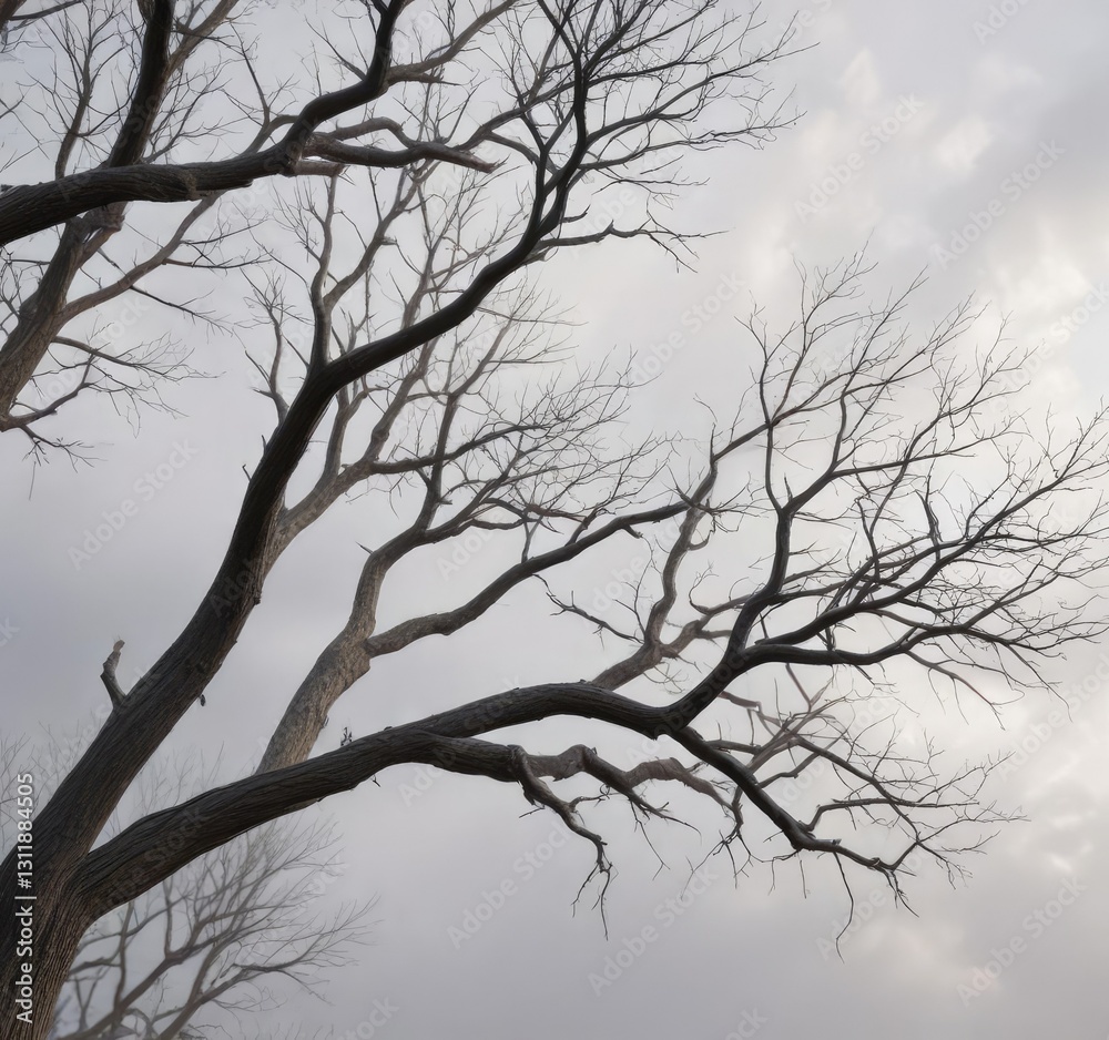 Leafless branches of a desiccated tree against a hazy sky, environmental degradation, climate change effects , desiccated tree Leafless branches of a desiccated tree against a hazy sky, environmental degradation, climate change effects , desiccated tree