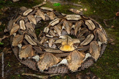 Close-up of a beautiful Gaboon adder (Bitis gabonica), also called the Gaboon viper, in its natural habitat photo