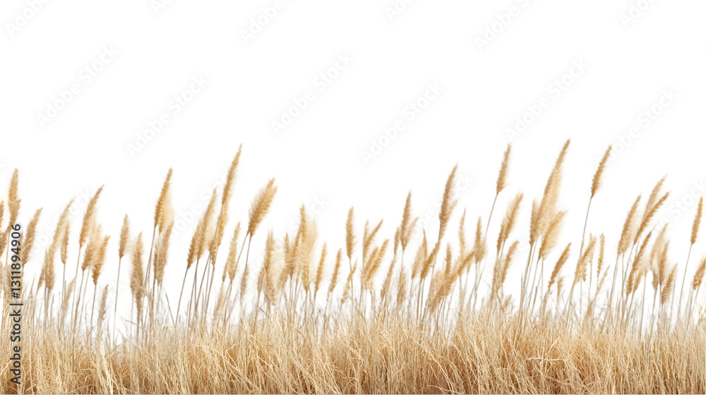 Fototapeta premium Golden Grass Blowing Gently in the Breeze, Isolated on White
