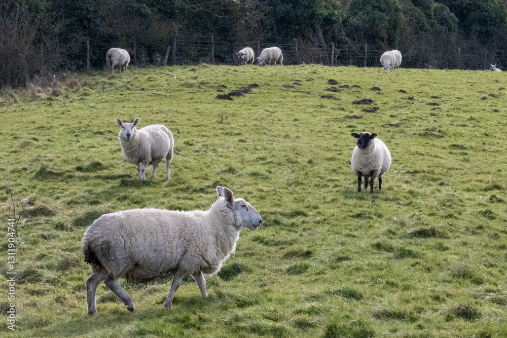 Obraz premium sheep in the field (Lewes)