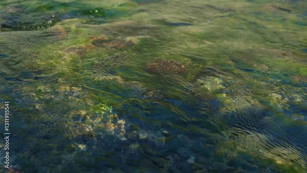 Natural background with long green algae and mossy stones in a fast clear mountain stream. Movement of algae under the surface of the water. Natural background with long green algae and mossy stones in a fast clear mountain stream. Movement of algae under the surface of the water.
