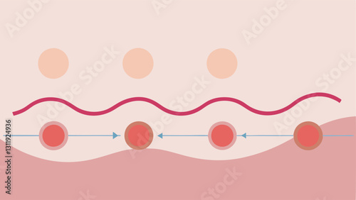 Stretch Marks Formation A visual timeline showing the formation of stretch marks and how exosomes work over time to reduce their appearance and improve skin texture.