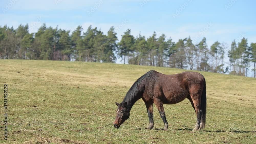 Brown horse grazing in a meadow on a pasture in the rural countryside on a sunny day, forest with trees in the background
Brown horse grazing in a meadow on a pasture in the rural countryside on a sunny day, forest with trees in the background