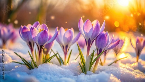 Delicate purple crocuses emerge from the melting snow, bathed in the warm glow of the setting sun, a breathtaking display of spring's arrival.