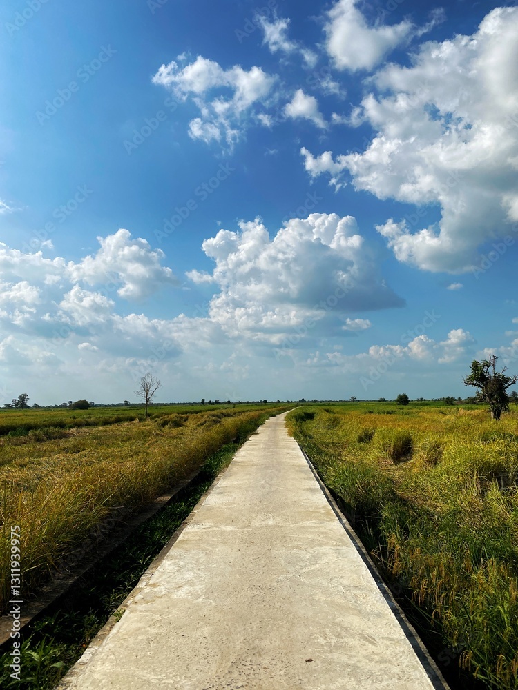 Fototapeta premium country road in the countryside
