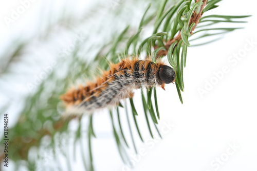 Pine processionary caterpillar close-up on a branch