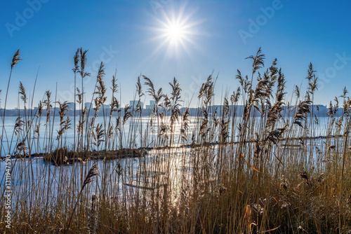 Obraz na płótnie Hamburg, Germany. Frozen Alster lake in winter with reed (Phragmites australis). w salonie