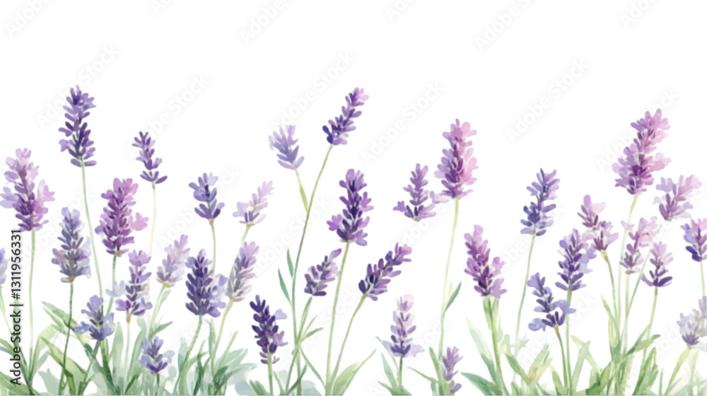 Naklejka premium Lavender Flowers Bloom Isolated on White