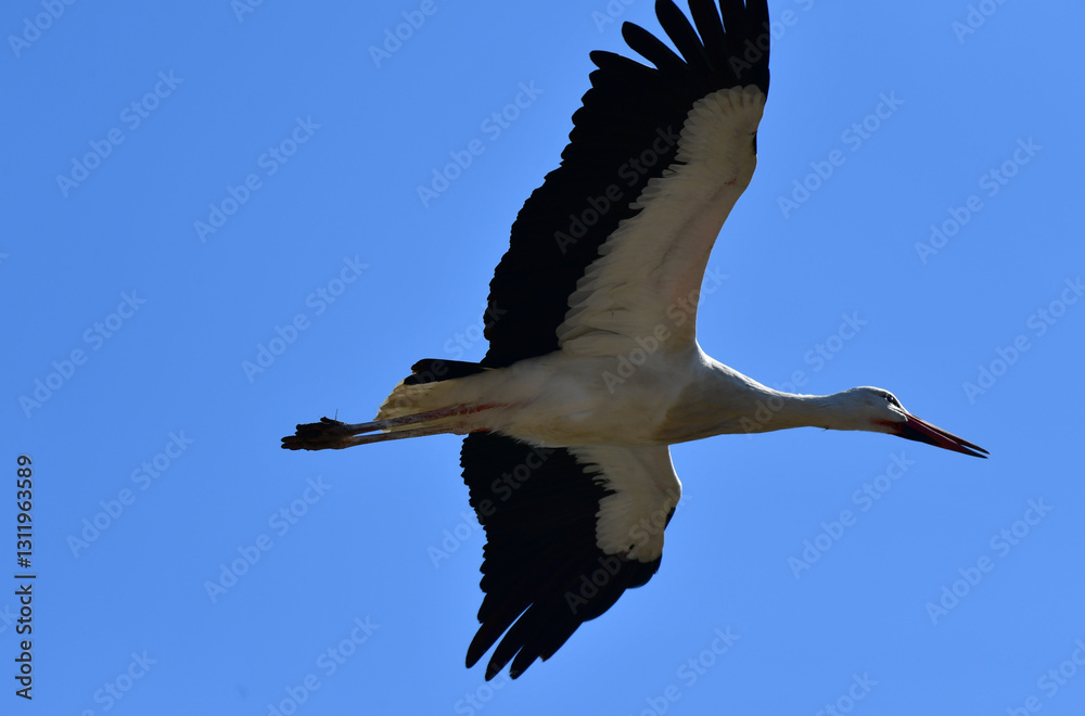 Fototapeta premium Weissstorch