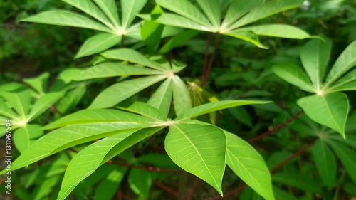 Wallpaper Mural cassava leaves blown by the wind Torontodigital.ca