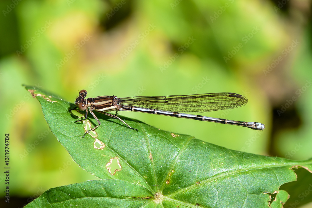 libelula libelula