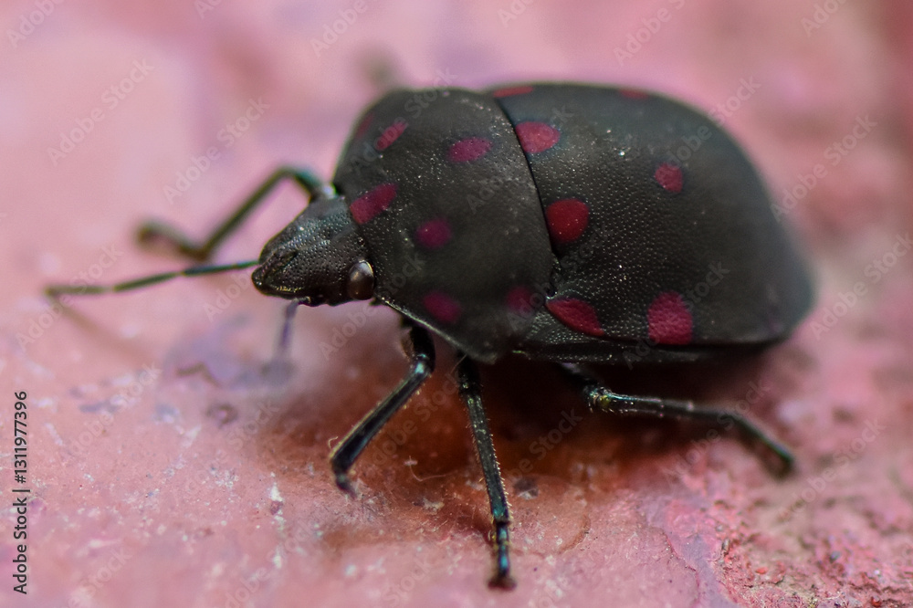 custom made wallpaper toronto digitalinsecto