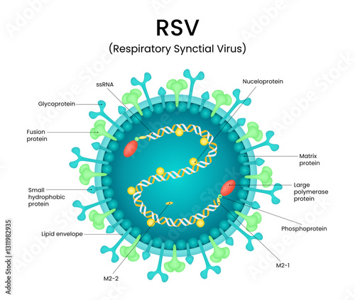 Structure of RSV (Respiratory Synctial Virus)