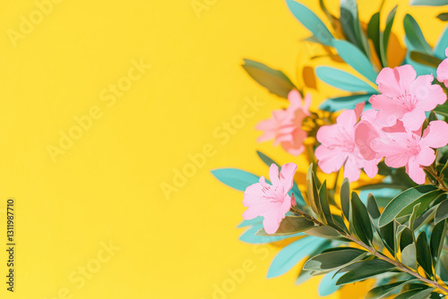 Pink azalea flowers on bright yellow background with green leaves in vibrant springtime display