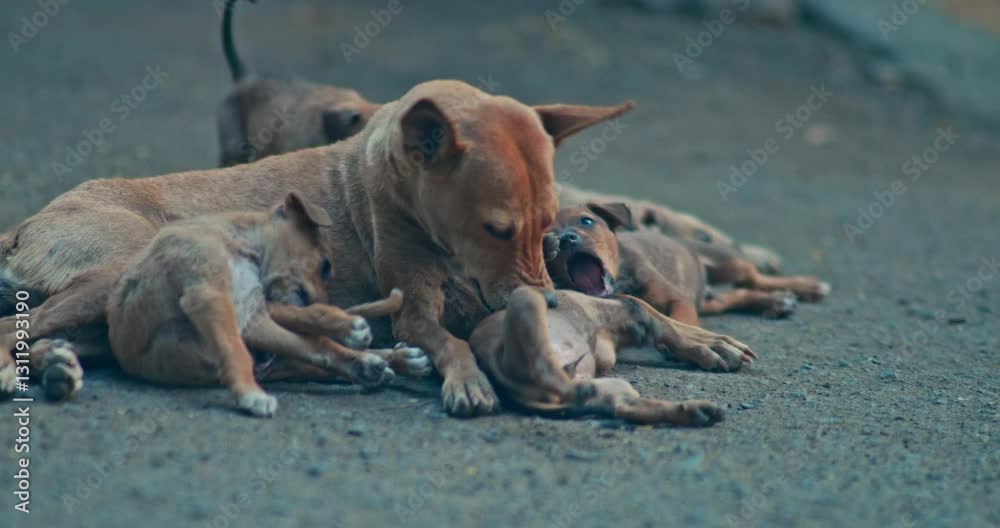 Street Mama Dog and Her Playful Little Puppy