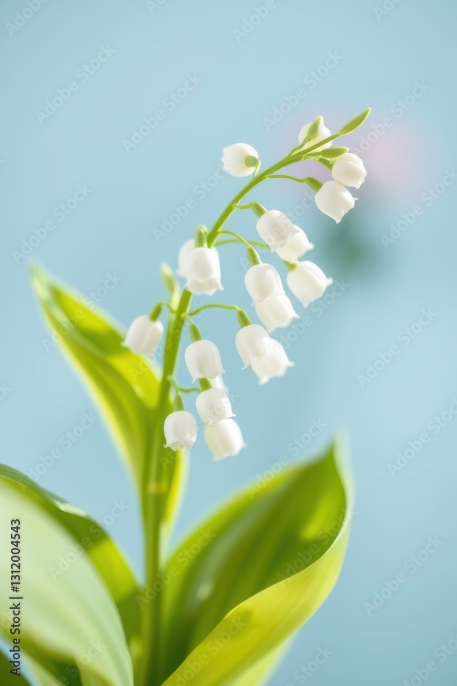 Obraz premium Delicate lily of the valley flowers arranged against a light blue background in a vibrant and fresh display