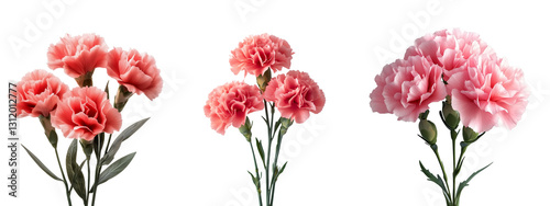 Carnation flowers on transparent background