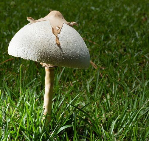 Big poisonous mushroom on the lawn