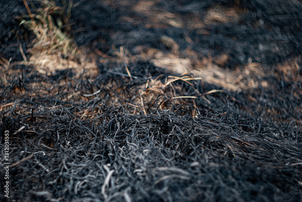 Ground shows destruction after a wildfire in grassland with partially burned grass and soil Ground shows destruction after a wildfire in grassland with partially burned grass and soil