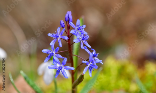   Scilla bifolia  1222