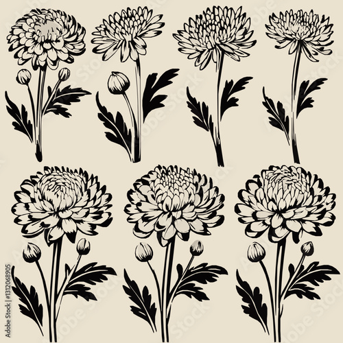 Chrysanthemum Flower Illustrations