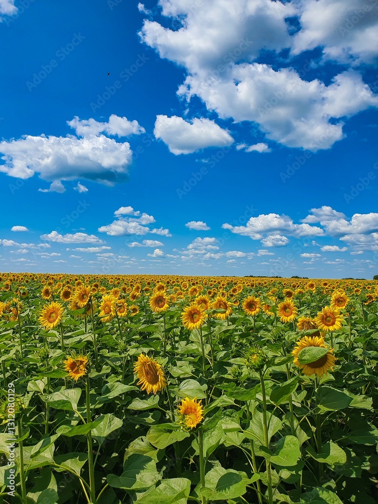 Fototapeta premium A field of sunflowers and a blue sky