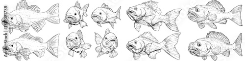 Unique illustrations showcasing various species of fish in detailed sketches highlighting their features and expressions
