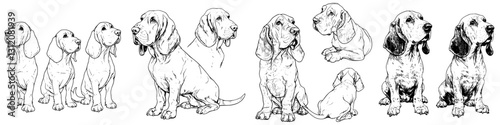 Various sketches of hound dogs in different poses demonstrating their playful and friendly nature