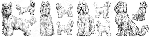 Various dog breeds illustrated in a detailed black and white style showcasing diverse fur textures and sizes