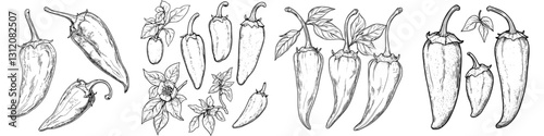 Various types of chili peppers and green leaves intricately illustrated on a white background showcasing their unique shapes and features