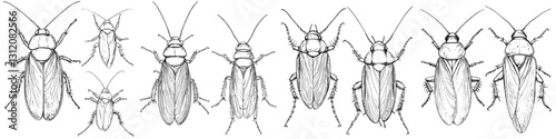 Detailed illustration showing various stages of cockroach development from nymph to adult