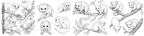 Illustrations of marsupials hanging on branches in a natural setting showcasing their playful nature and environment