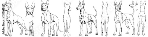 Drawing of a Great Dane showcasing various poses and details captured in different angles and perspectives