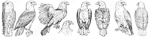 Various sketches of birds of prey showcasing their distinct features and postures in a detailed artistic style