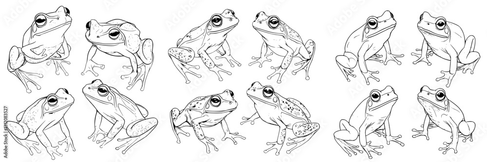 Various frog illustrations depicting different poses and angles in a natural setting