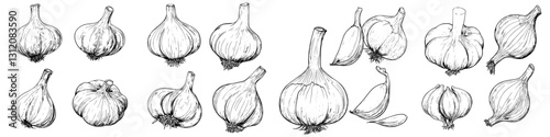 Different varieties of garlic and their distinct shapes displayed artistically in a traditional style drawing