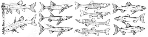 Various species of fish displayed in an illustration showcasing aquatic diversity and anatomy