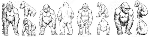 Detailed illustrations of gorillas in various poses and angles showcasing their anatomy in a naturalistic style