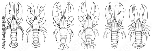 Different species of crayfish illustrated with detailed anatomy and features displayed in a clear format