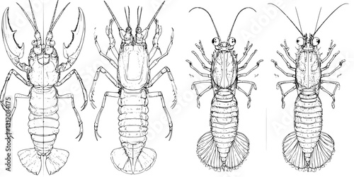 Detailed illustrations of various crustaceans showcasing anatomy and features for educational purposes