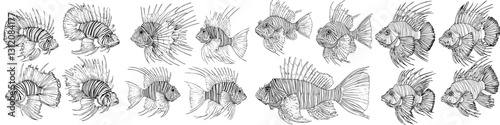 Various illustrations of decorative fish showcasing different orientations and details in aquatic design