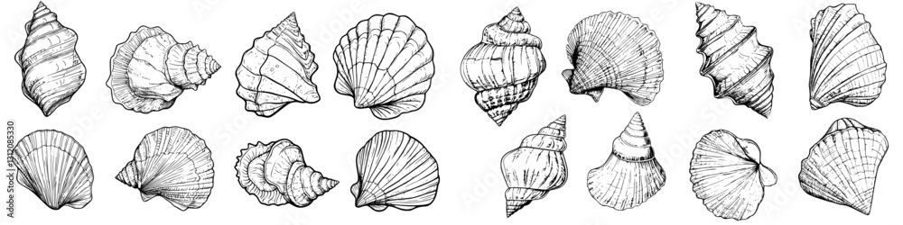 Fototapeta premium Collection of detailed illustrations featuring various types of shells from the ocean landscape