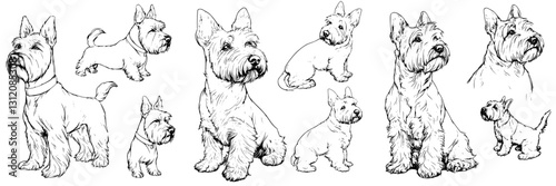 Detailed illustrations of small terrier dogs showcasing various poses and expressions in a playful manner