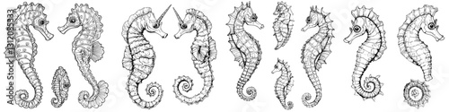 Unique illustrations of seahorses showcasing various poses and details in an artistic style