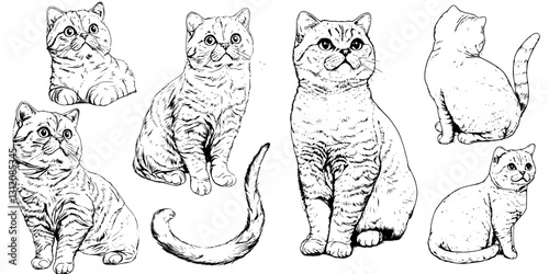 Multiple sketches of cats showcasing various poses and expressions