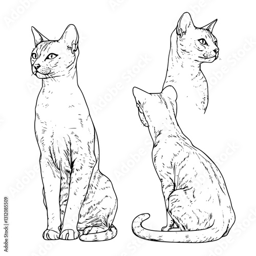 Detailed sketches of a cat showcasing various angles and postures during a drawing session
