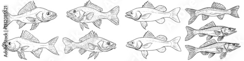 Various species of freshwater fish illustrated in a detailed and artistic style showcasing their unique features