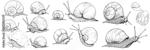 Detailed illustrations of various snail species showcasing their unique features and forms